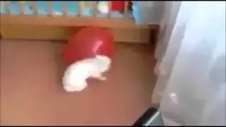 Surprised bunny