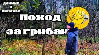 Поход за грибами | ДАЧНЫЕ ВЫПУСКИ #3 | ДавиГо