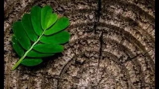 Robert Brandom - On Philosophical Genealogies