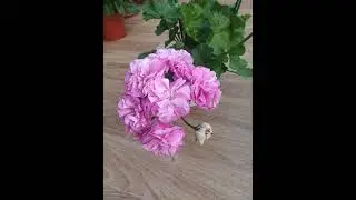 ЮЗИС Парцифаль