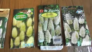 Why did I laugh when I received lagurus seeds from Poland?