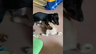 Happy Puppies