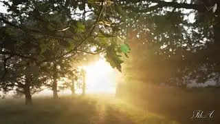 ✨  Чувство Прекрасного - ЭдгарТуниянц. Edgar Tuniyants - Sense of Beauty