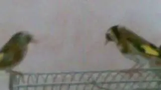 عصفور الحسون 4
