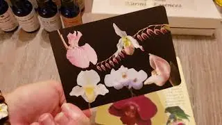 Orchid Healing Cards