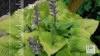 SHADOWLAND® ‘Coast to Coast’ Hosta | Proven Winners® Perennial Spotlight