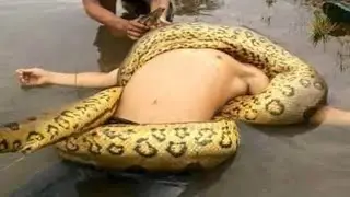TOP 10 SNAKES ATTACKS GIANT ANACONDAS ATTACK PEOPLE