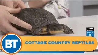 Commonly found reptiles in cottage country