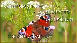 С ДОБРЫМ УТРОМ! С НОВЫМ ДНЁМ! ОТЛИЧНОГО НАСТРОЕНИЯ!