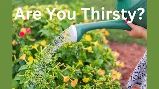 Beat the Heat  Watering Tips for a Thriving Garden