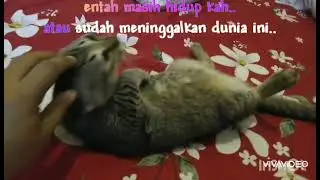 kucing penurut Kyukyu yang manja#short #kucingkampung #pecintakucing