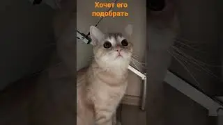 #мася