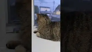 Хвостик у открытого окна.
