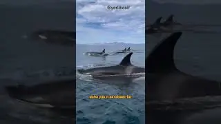 katil balina orka part 1