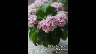 Сорт крупным планом. Petite Blarney и Hunter’s Chickadee Chirps