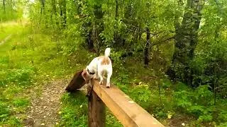Мой любимый умничка Джек Рассел Ричи
