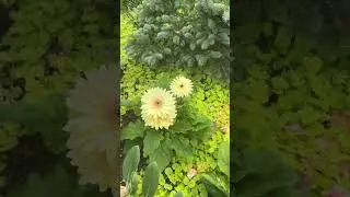 Ода Герберам 💐Новый день в моём саду 🌟Neuer Tag im Garten 💐