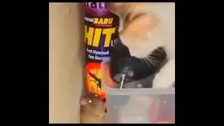 Real life tom and jerry , little rat hiding from a cat 