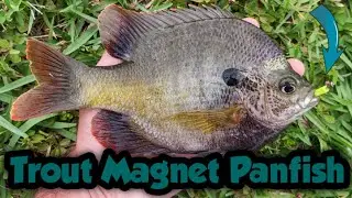 Trout Magnet Panfish