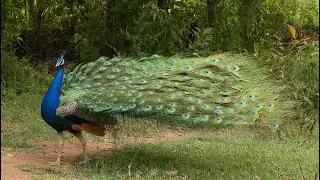 मोर नृत्य और मोर की आवाज, panggilan merak & tarian merak, મોરનો અવાજ, mor moor noise