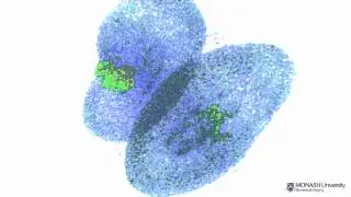 Rat kidneys (ex vivo) - Contrast-enhanced MRI