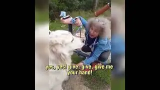 Calming a very sad dog...