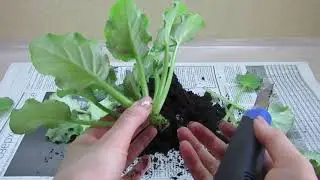 КАК ПЕРЕУКОРЕНИТЬ ФИАЛКУ! УКОРЕНЕНИЕ ГОЛОВЫ ФИАЛКИ!