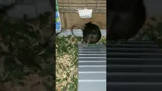 навязчивая подруга)))