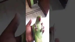 hehe boi