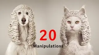 Amazing Animal photo manipulations you should see