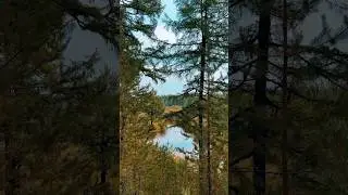Тут так красиво меня переполняют эмоции от красоты🌿 ! #голубика  🫐  #сугун