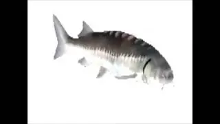 1hourfish.mp4