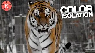 Color Isolation in Kinemaster | Color Splash | KINEMASTER | @zohaibshahzad1137