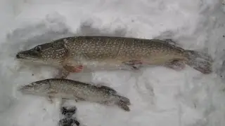 Уральский хребет 4ч
