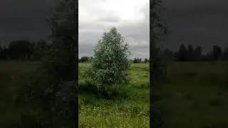 проверка в болоте