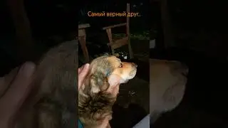 Он всегда со мной рядом 🐕 ❤️ #собакадруг #деревенскаяжизнь #гэлвин