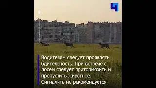В Мурино заметили трех лосей