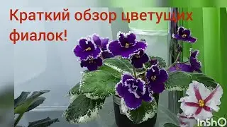 Обзор цветущих фиалок с названием сорта! Декабрь 2022г.