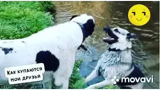 Как купаются мои друзья VS как купаюсь я. Забавные собаки.