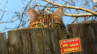 Не видит сова, какова сама ➤ Кошка Чечня БлоХер
