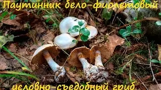 Паутинник бело-фиолетовый  - условно-съедобный гриб.