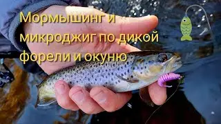 Мормышинг и микроджиг по дикой форели и окуню в октябре. Не закрыл закрытие))