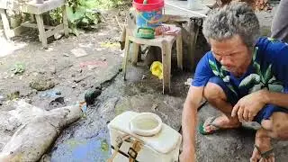 Panama Disease protocol demo #farming #naturefarming #naturalfarming #nature #agriculture #banana