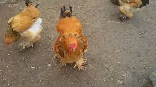 Куры породы Брама, история уход и содержание часть 1