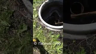 Пробило говнище, жироуловитель в место септика!