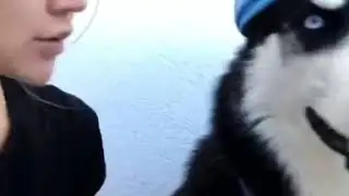 Смешное хаски. Сваты. Хаски в квартире. Укрути лампочку