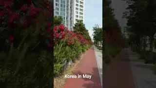 Hàng rào hoa hồng #travel #korea #rose  ⚘