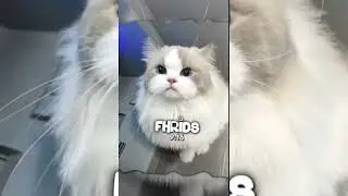 PRESEN ALIGHT MOTION DIBAWAH 5MB DJ ADA SATU CERITA TENTANG SEBUAH RASA VIRAL TIKTOK