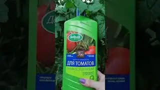 Чем подкормить томаты в июле.Моя очередная подкормка.