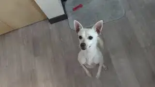 Feta gets a Chicken Wing